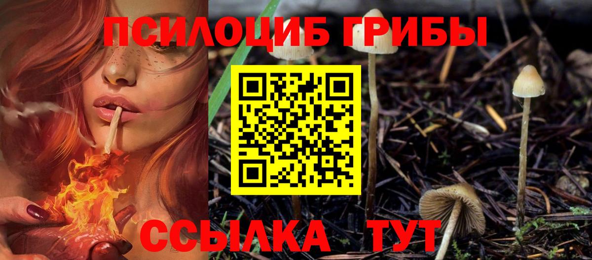 Котлас  Галлюциногенные грибы Cubensis  Вход с VPN 